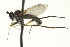  ( - CNC DIPTERA 163470)  @13 [ ] CreativeCommons - Attribution (2012) CNC/CBG Photography Group Centre for Biodiversity Genomics