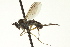  ( - CNC DIPTERA 163471)  @12 [ ] CreativeCommons - Attribution (2012) CNC/CBG Photography Group Centre for Biodiversity Genomics