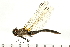  ( - 08CJ-0016)  @11 [ ] CreativeCommons - Attribution (2008) Unspecified Centre for Biodiversity Genomics