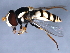  ( - 09-NSWHH-2393)  @13 [ ] CreativeCommons - Attribution (2010) CBG Photography Group Centre for Biodiversity Genomics