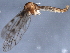  (Dicranomyia marina - 09-NSWHH-2407)  @12 [ ] CreativeCommons - Attribution (2010) CBG Photography Group Centre for Biodiversity Genomics