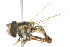  ( - 09-NSWHH-1874)  @13 [ ] CreativeCommons - Attribution (2010) CBG Photography Group Centre for Biodiversity Genomics