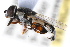  ( - WAC-ENT-0110)  @14 [ ] CreativeCommons - Attribution (2009) Unspecified Centre for Biodiversity Genomics