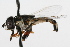  ( - WAC-ENT-0111)  @14 [ ] CreativeCommons - Attribution (2009) Unspecified Centre for Biodiversity Genomics