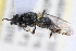  (Myxosargus fasciatus - WAC-ENT-0143)  @13 [ ] CreativeCommons - Attribution (2009) Unspecified Centre for Biodiversity Genomics