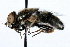  ( - WAC-ENT-0156)  @12 [ ] CreativeCommons - Attribution (2009) Unspecified Centre for Biodiversity Genomics
