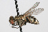  ( - WAC-ENT-0217)  @13 [ ] CreativeCommons - Attribution (2009) Unspecified Centre for Biodiversity Genomics