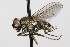  ( - WAC-ENT-0219)  @14 [ ] CreativeCommons - Attribution (2009) Unspecified Centre for Biodiversity Genomics