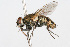  ( - WAC-ENT-0243)  @13 [ ] CreativeCommons - Attribution (2009) Unspecified Centre for Biodiversity Genomics