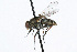  ( - WAC-ENT-0249)  @14 [ ] CreativeCommons - Attribution (2009) Unspecified Centre for Biodiversity Genomics