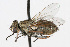  ( - WAC-ENT-0262)  @13 [ ] CreativeCommons - Attribution (2009) Unspecified Centre for Biodiversity Genomics