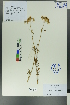  (Patrinia - Ge00028)  @11 [ ] CreativeCommons  Attribution Non-Commercial Share-Alike  Unspecified Herbarium of South China Botanical Garden