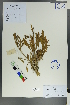  ( - Ge00030)  @11 [ ] CreativeCommons  Attribution Non-Commercial Share-Alike  Unspecified Herbarium of South China Botanical Garden