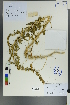  ( - Ge00058)  @11 [ ] CreativeCommons  Attribution Non-Commercial Share-Alike  Unspecified Herbarium of South China Botanical Garden