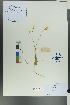  (Parnassia bifolia - Ge00082)  @11 [ ] CreativeCommons  Attribution Non-Commercial Share-Alike  Unspecified Herbarium of South China Botanical Garden