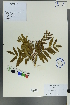  (Sorbus tianschanica - Ge00138)  @11 [ ] CreativeCommons  Attribution Non-Commercial Share-Alike  Unspecified Herbarium of South China Botanical Garden