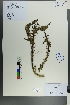  (Pedicularis venusta - Ge00140)  @11 [ ] CreativeCommons  Attribution Non-Commercial Share-Alike  Unspecified Herbarium of South China Botanical Garden