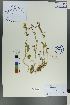  (Chrysosplenium axillare - Ge00168)  @11 [ ] CreativeCommons  Attribution Non-Commercial Share-Alike  Unspecified Herbarium of South China Botanical Garden