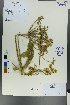  (Heracleum dissectum - Ge00205)  @11 [ ] CreativeCommons  Attribution Non-Commercial Share-Alike  Unspecified Herbarium of South China Botanical Garden