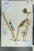  ( - Ge00208)  @11 [ ] CreativeCommons  Attribution Non-Commercial Share-Alike  Unspecified Herbarium of South China Botanical Garden