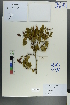  ( - Ge00233)  @11 [ ] CreativeCommons  Attribution Non-Commercial Share-Alike  Unspecified Herbarium of South China Botanical Garden