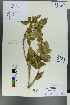  (Lonicera webbiana - Ge00235)  @11 [ ] CreativeCommons  Attribution Non-Commercial Share-Alike  Unspecified Herbarium of South China Botanical Garden