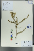  (Spiraea tianschanica - Ge00236)  @11 [ ] CreativeCommons  Attribution Non-Commercial Share-Alike  Unspecified Herbarium of South China Botanical Garden