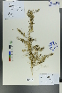  ( - Ge00279)  @11 [ ] CreativeCommons  Attribution Non-Commercial Share-Alike  Unspecified Herbarium of South China Botanical Garden