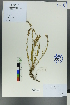  ( - Ge00299)  @11 [ ] CreativeCommons  Attribution Non-Commercial Share-Alike  Unspecified Herbarium of South China Botanical Garden
