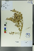  ( - Ge00331)  @11 [ ] CreativeCommons  Attribution Non-Commercial Share-Alike  Unspecified Herbarium of South China Botanical Garden