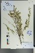  ( - Ge00394)  @11 [ ] CreativeCommons  Attribution Non-Commercial Share-Alike  Unspecified Herbarium of South China Botanical Garden