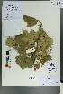  ( - Ge00395)  @11 [ ] CreativeCommons  Attribution Non-Commercial Share-Alike  Unspecified Herbarium of South China Botanical Garden