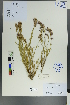  ( - Ge00441)  @11 [ ] CreativeCommons  Attribution Non-Commercial Share-Alike  Unspecified Herbarium of South China Botanical Garden