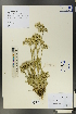  ( - Ge00453)  @11 [ ] CreativeCommons  Attribution Non-Commercial Share-Alike  Unspecified Herbarium of South China Botanical Garden