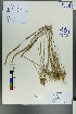  (Plantago maritima - Ge00459)  @11 [ ] CreativeCommons  Attribution Non-Commercial Share-Alike  Unspecified Herbarium of South China Botanical Garden