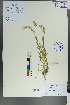 (Polygala comosa - Ge00471)  @11 [ ] CreativeCommons  Attribution Non-Commercial Share-Alike  Unspecified Herbarium of South China Botanical Garden