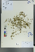  ( - Ge00481)  @11 [ ] CreativeCommons  Attribution Non-Commercial Share-Alike  Unspecified Herbarium of South China Botanical Garden