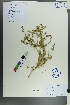  ( - Ge00514)  @11 [ ] CreativeCommons  Attribution Non-Commercial Share-Alike  Unspecified Herbarium of South China Botanical Garden