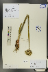  ( - Ge00585)  @11 [ ] CreativeCommons  Attribution Non-Commercial Share-Alike  Unspecified Herbarium of South China Botanical Garden