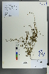  (Eritrichium - Ge00597)  @11 [ ] CreativeCommons  Attribution Non-Commercial Share-Alike  Unspecified Herbarium of South China Botanical Garden