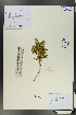  ( - Ge00644)  @11 [ ] CreativeCommons  Attribution Non-Commercial Share-Alike  Unspecified Herbarium of South China Botanical Garden