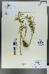  ( - Ge00649)  @11 [ ] CreativeCommons  Attribution Non-Commercial Share-Alike  Unspecified Herbarium of South China Botanical Garden