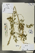  ( - Ge00653)  @11 [ ] CreativeCommons  Attribution Non-Commercial Share-Alike  Unspecified Herbarium of South China Botanical Garden
