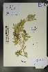  ( - Ge01678)  @11 [ ] CreativeCommons  Attribution Non-Commercial Share-Alike  Unspecified Herbarium of South China Botanical Garden