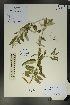  ( - Ge01679)  @11 [ ] CreativeCommons  Attribution Non-Commercial Share-Alike  Unspecified Herbarium of South China Botanical Garden