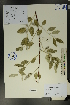  ( - Ge01691)  @11 [ ] CreativeCommons  Attribution Non-Commercial Share-Alike  Unspecified Herbarium of South China Botanical Garden
