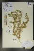  (Peganum nigellastrum - Ge01709)  @11 [ ] CreativeCommons  Attribution Non-Commercial Share-Alike  Unspecified Herbarium of South China Botanical Garden