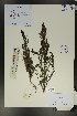  ( - Ge01772)  @11 [ ] CreativeCommons  Attribution Non-Commercial Share-Alike  Unspecified Herbarium of South China Botanical Garden