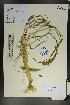  (Setaria viridis - Ge01822)  @11 [ ] CreativeCommons  Attribution Non-Commercial Share-Alike  Unspecified Herbarium of South China Botanical Garden