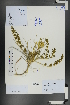  ( - Ge01120)  @11 [ ] CreativeCommons  Attribution Non-Commercial Share-Alike  Unspecified Herbarium of South China Botanical Garden